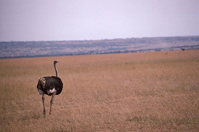 WT 1400 202-06 Kenya.jpg